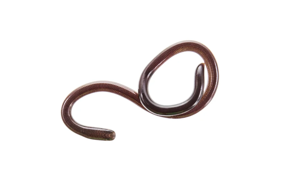 Texas-Blindsnake (Leptotyphlops dulcis)