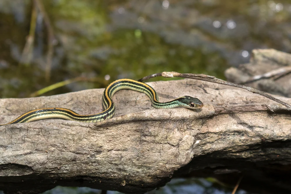 Texas Garter Snake (Thamnophis sir-talis annectens)
