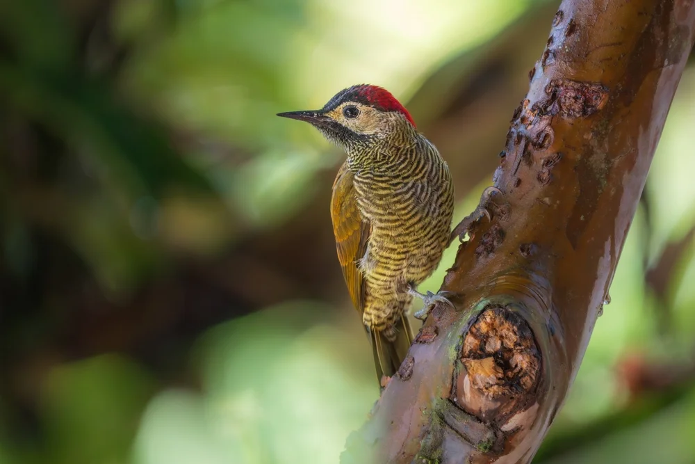 Texas-Gelbspecht (Colaptes rubiginosus)
