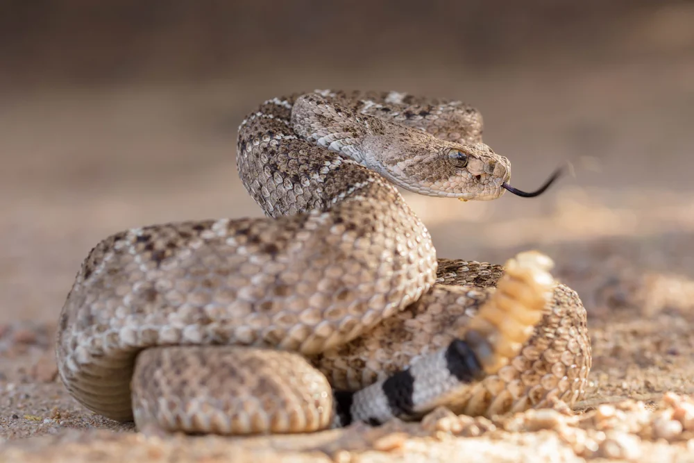 Texas-Klapperschlange