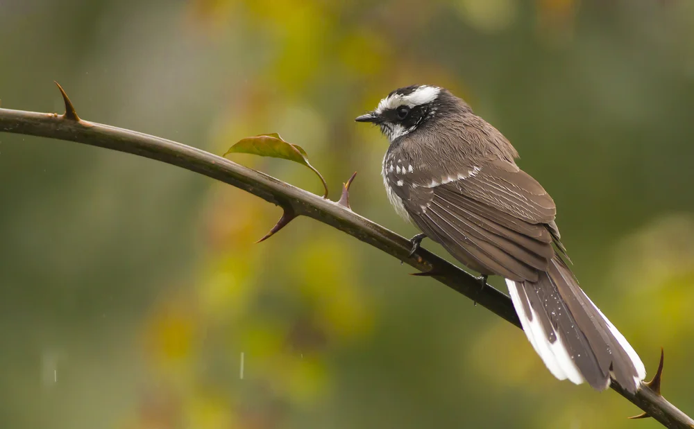 Teysmann-Fächerschwanz (Rhipidura tenebrosa)