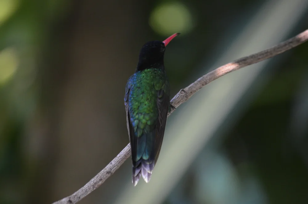 Theresia-Glanzkehlchen (Millers Glanzkehlchen)