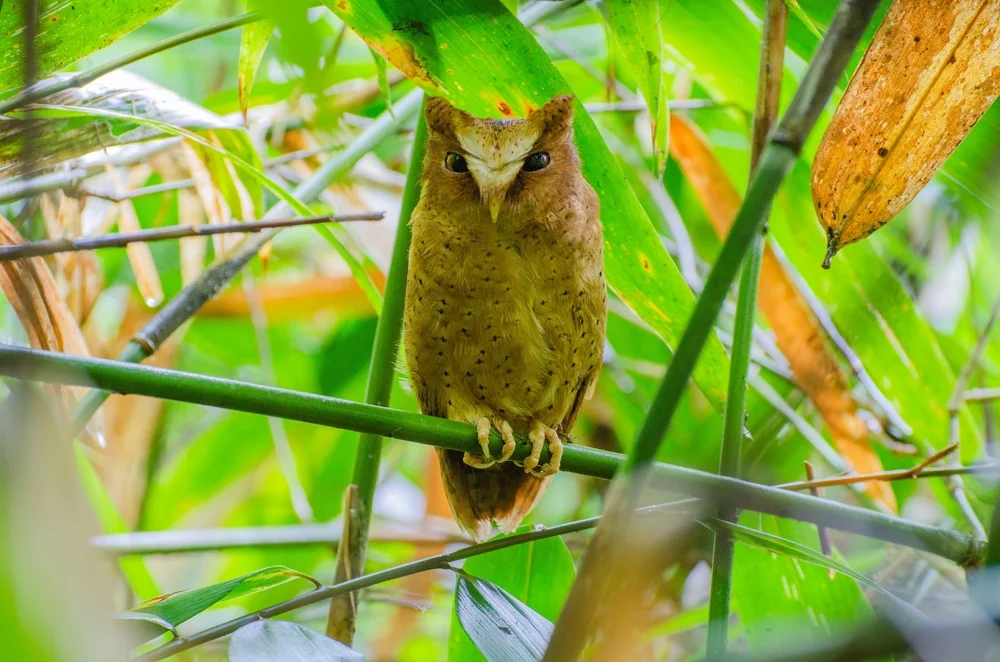 Thilohoffmanns Zwergohreule (Otus thilohoffmanni)