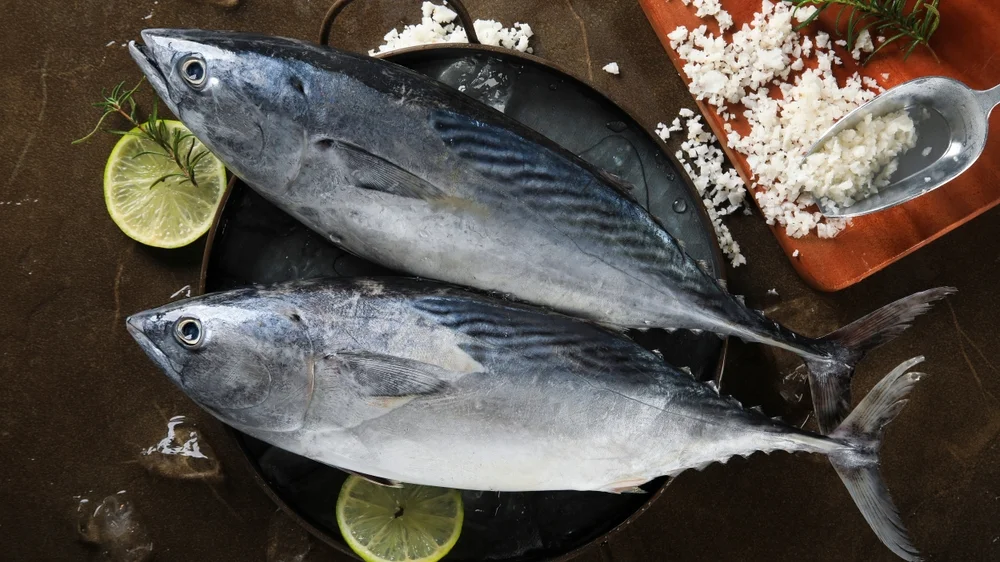 Thunfische (Thunnini)