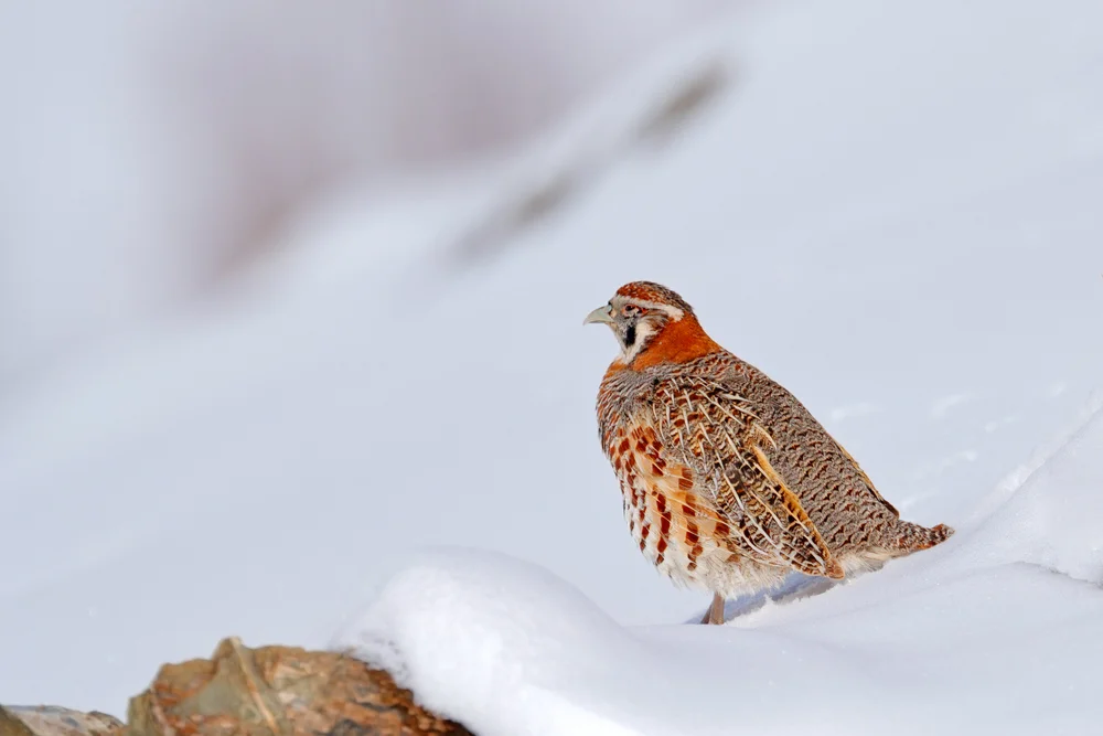 Tibet-Rebhuhn (Perdix hodgsoniae)