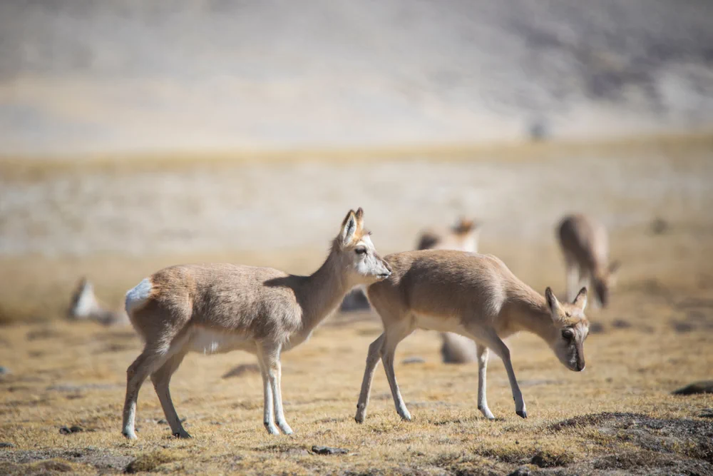 Tibetgazelle