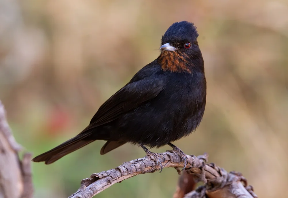 Tiefschwarzer Tyrann (Knipolegus nigerrimus)