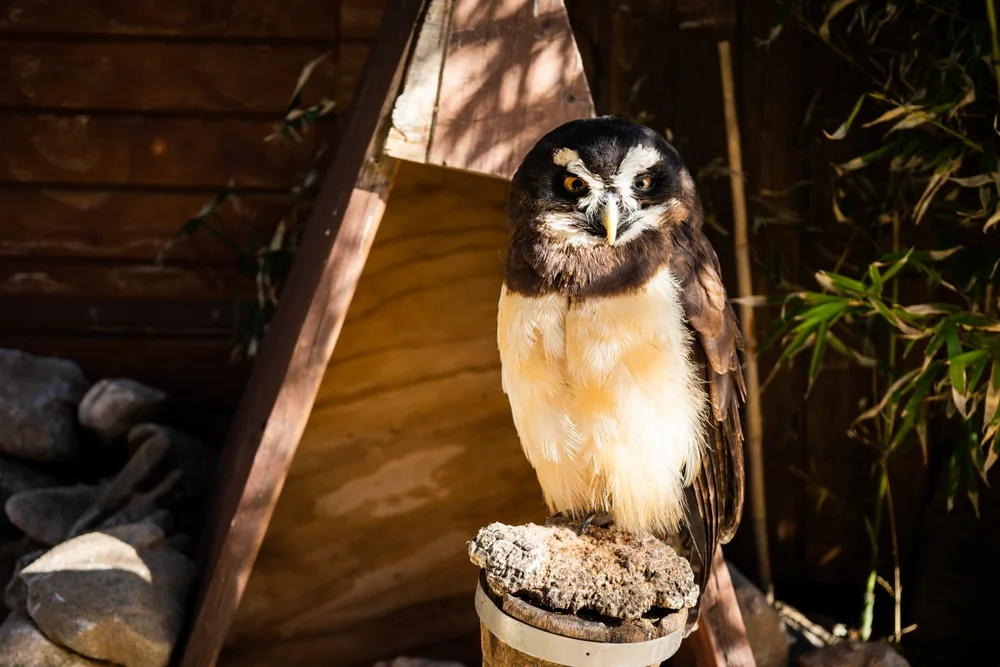 Tigerbarbe (Pulsatrix perspicillata)