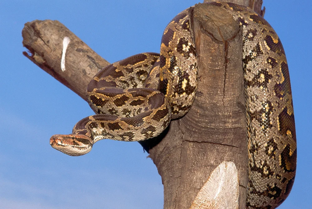 Tigerpython (Python molurus)