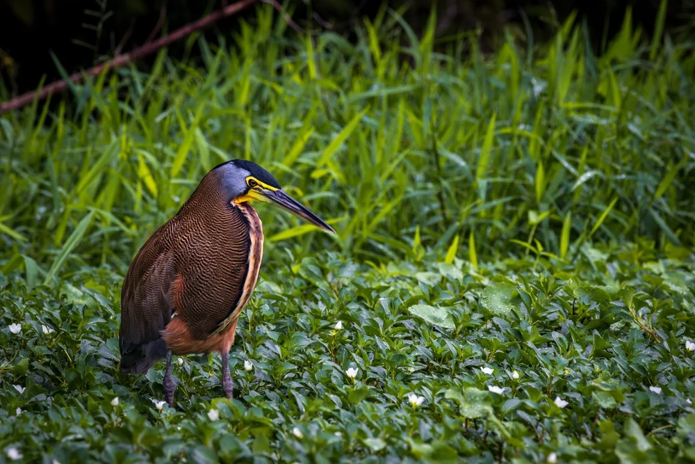 Tigerreiher (Tigrisoma fasciatum)