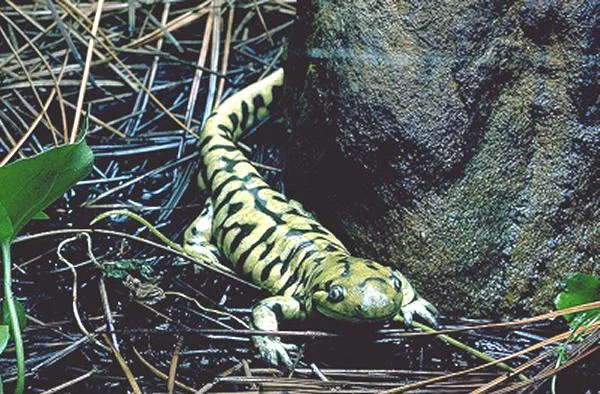Tigersalamander