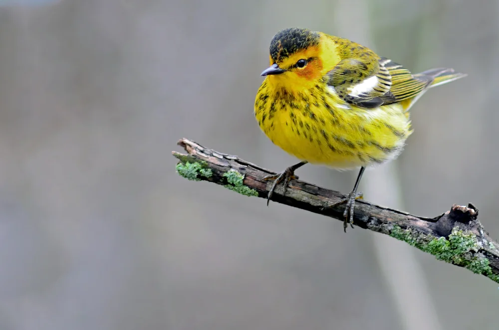 Tigerwaldsänger (Setophaga tigrina)