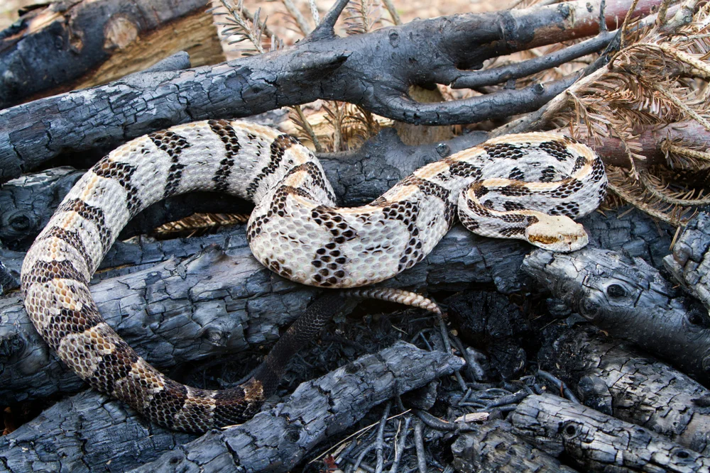 Timber-Klapperschlange (Crotalus horridus)