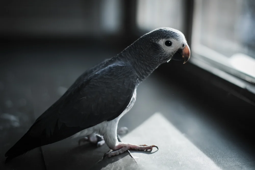 Timneh-Graupapagei (Psittacus timneh)