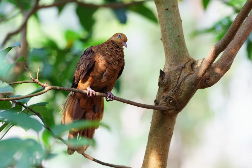 Timor-Fruchttaube (Macropygia emiliana)