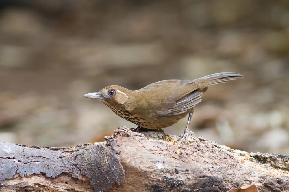 Timor-Haarnymphe (Garrulax merulinus)