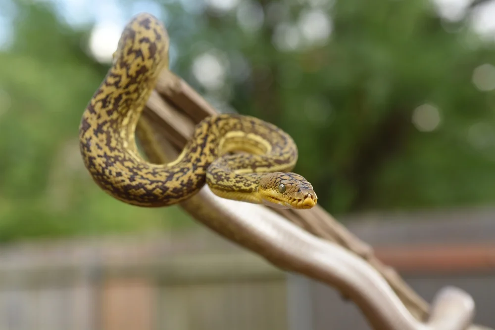 Timor-Python (Python timoriensis)