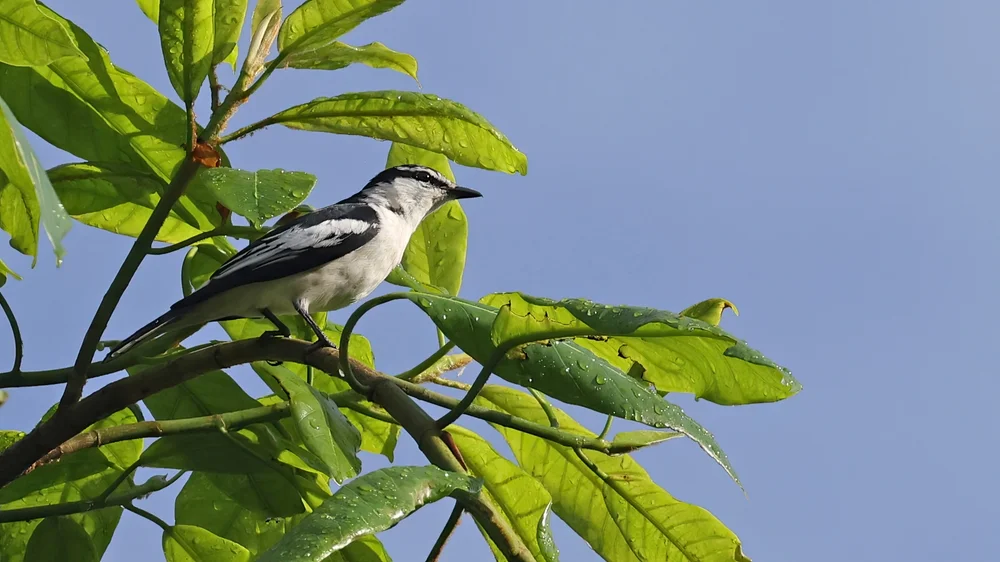 Timortrugdrosselschwanz (Lalage leucopygialis)