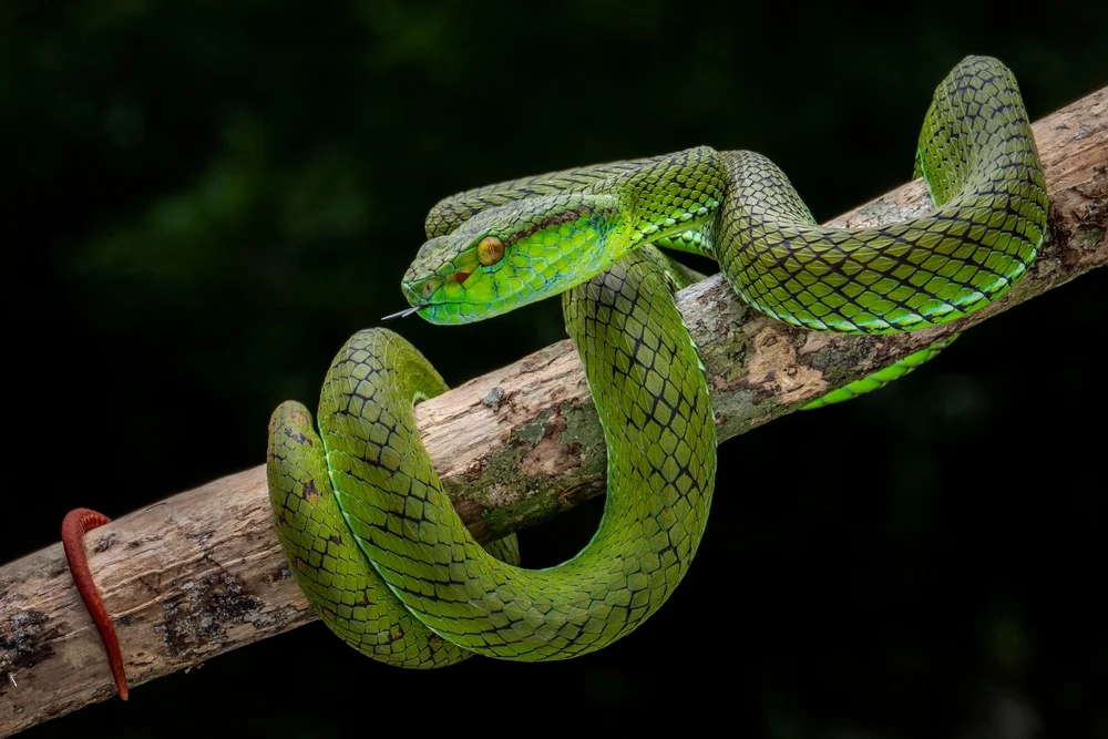 Tokara-Bambusotter (Trimeresurus tokarensis)