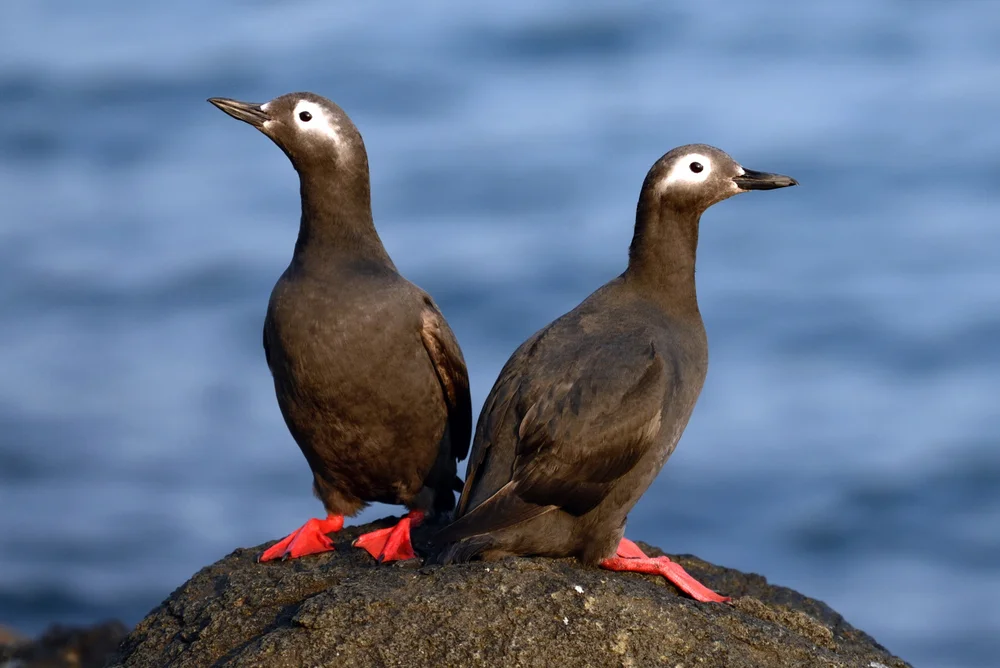 Tordalk (Cepphus carbo)