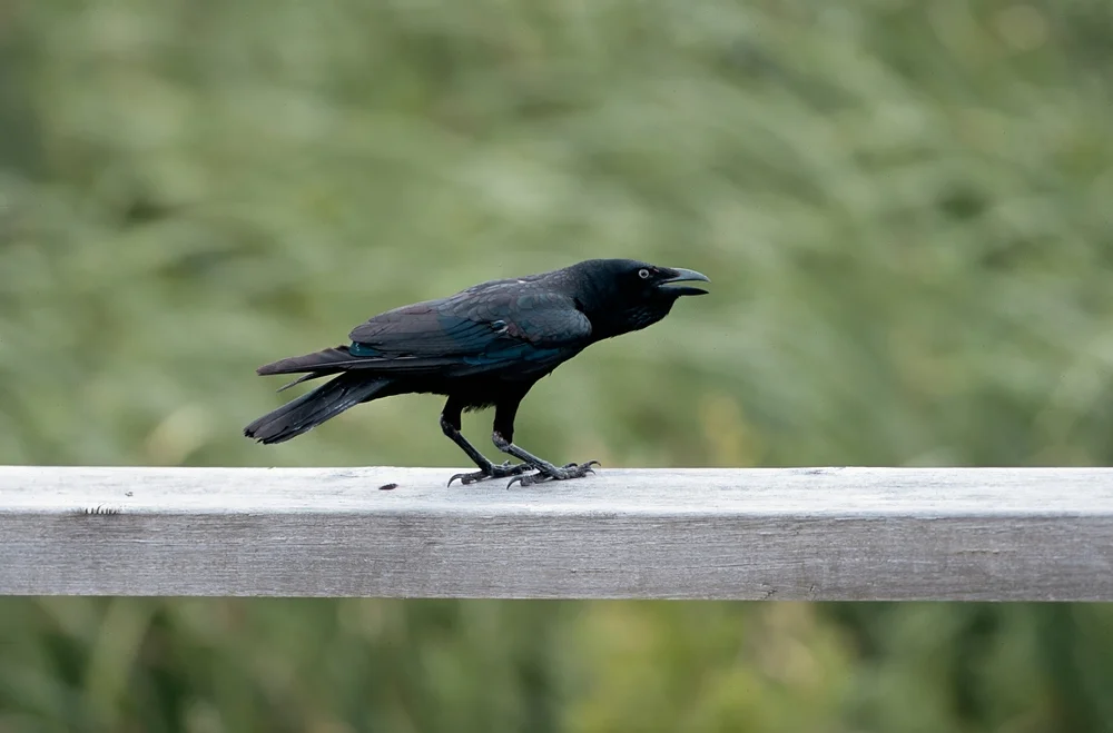 Torresian Krähe (Corvus orru)