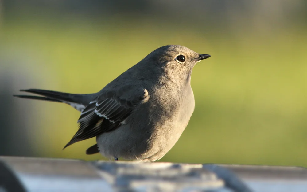 Townsend-Drossel (Myadestes townsendi)