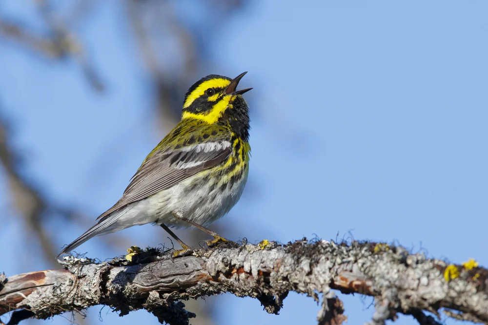 Townsends Waldsänger (Setophaga townsendi)