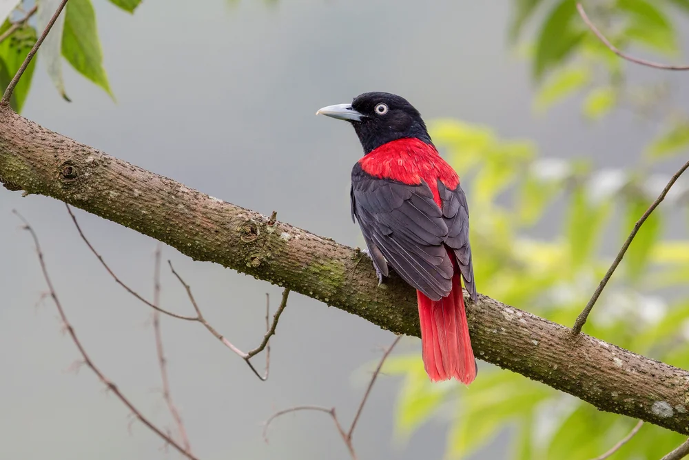 Traills Pirol (Oriolus traillii)