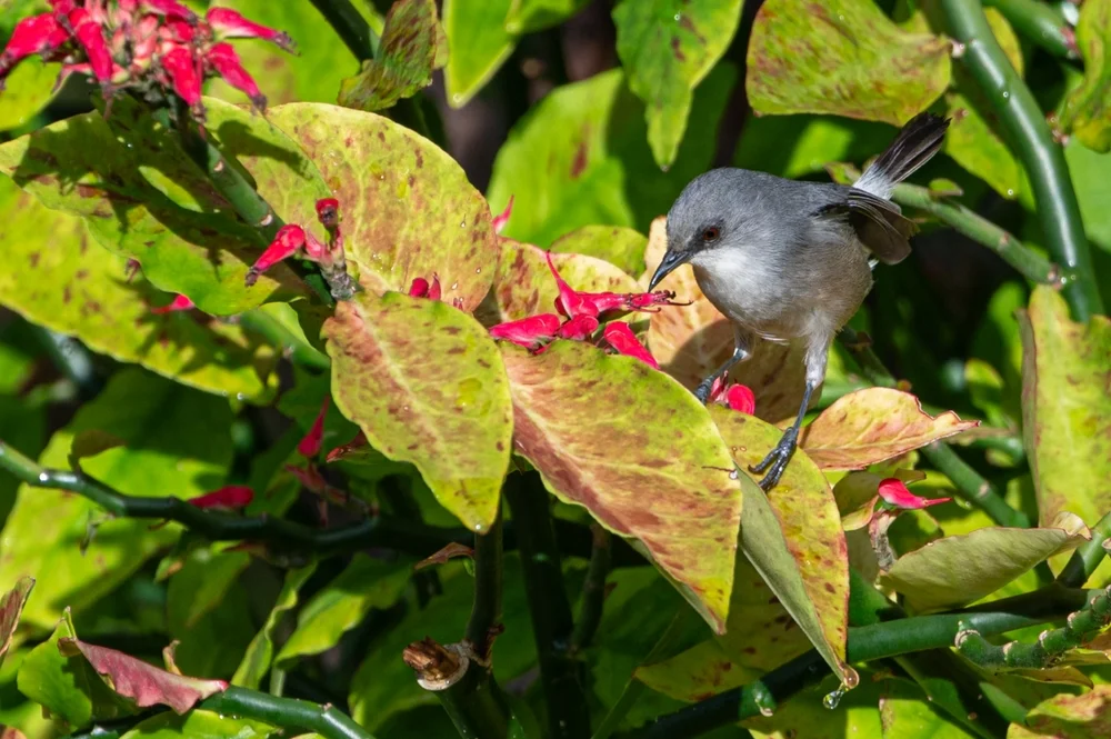 Trauer-Brillenvogel (Zosterops lugubris)