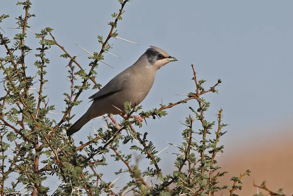 Trauer-Dickichtvogel (Hypocolius ampelinus)
