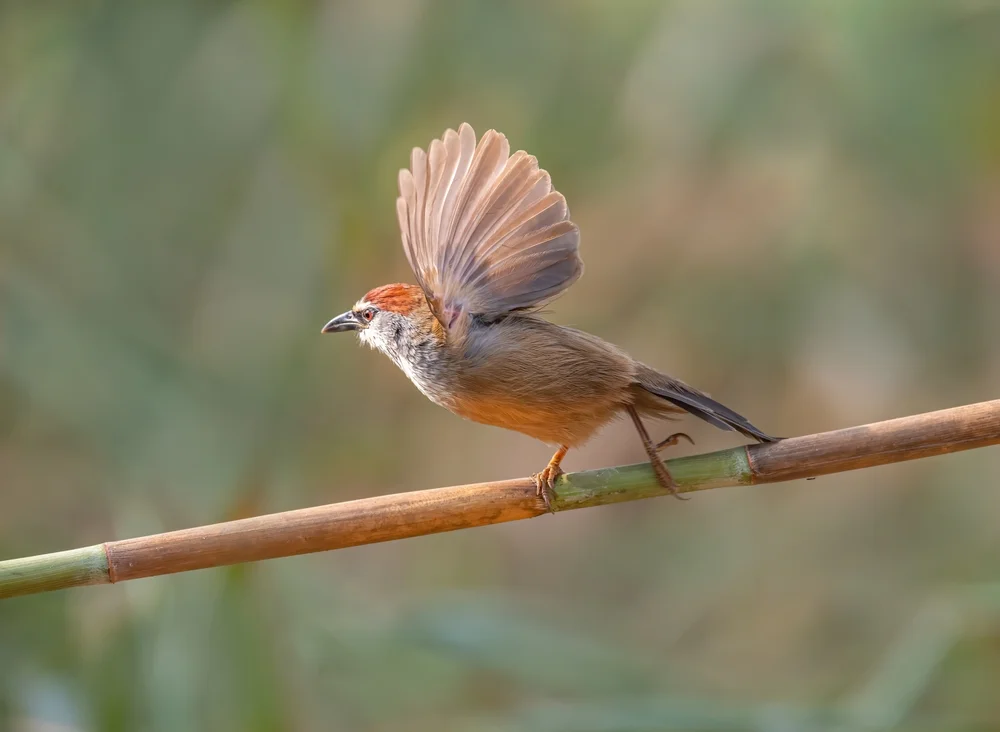Trauer-Dornensteiger (Synallaxis moesta)
