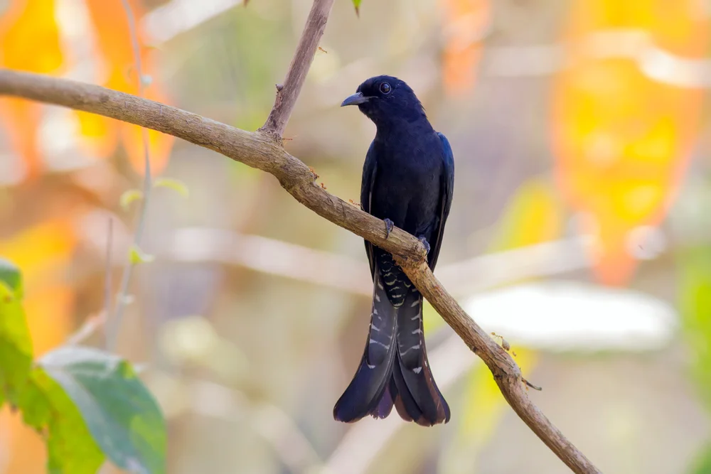 Trauer-Dschungelschläfer (Surniculus lugubris)