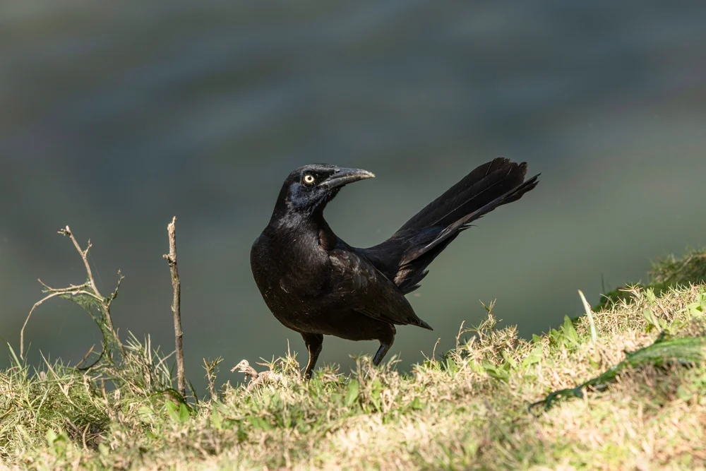Trauer-Flügelhornvogel (Poeoptera lugubris)