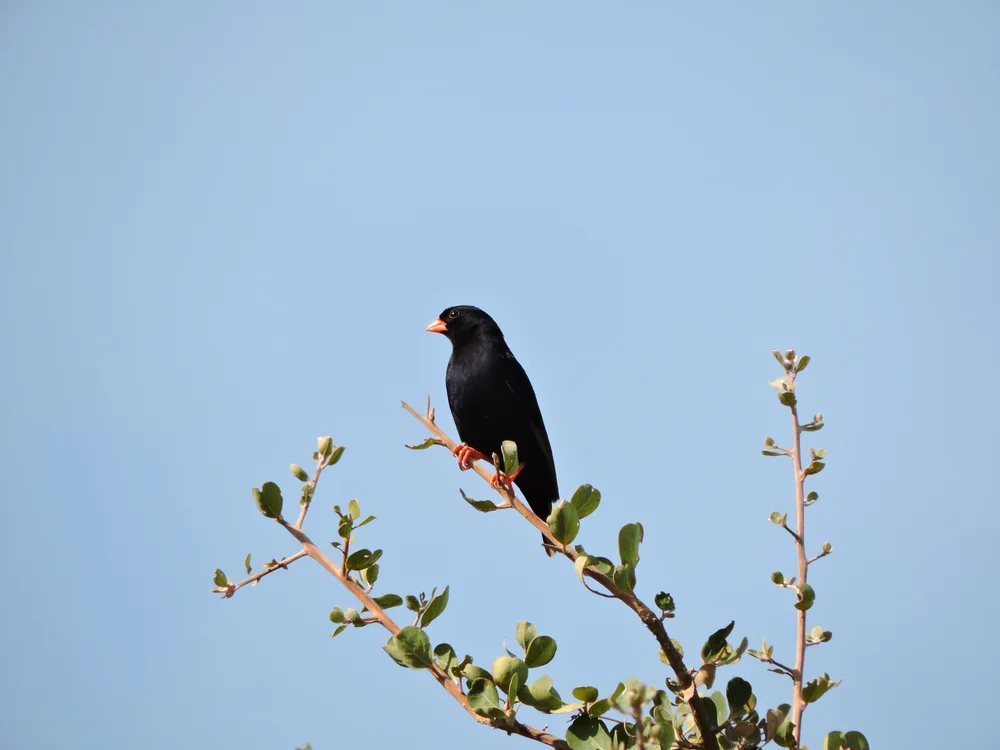 Trauer-Paradieswitwe (Vidua funerea)