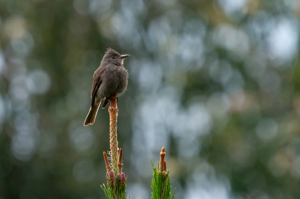 Trauer-Pibí (Contopus lugubris)