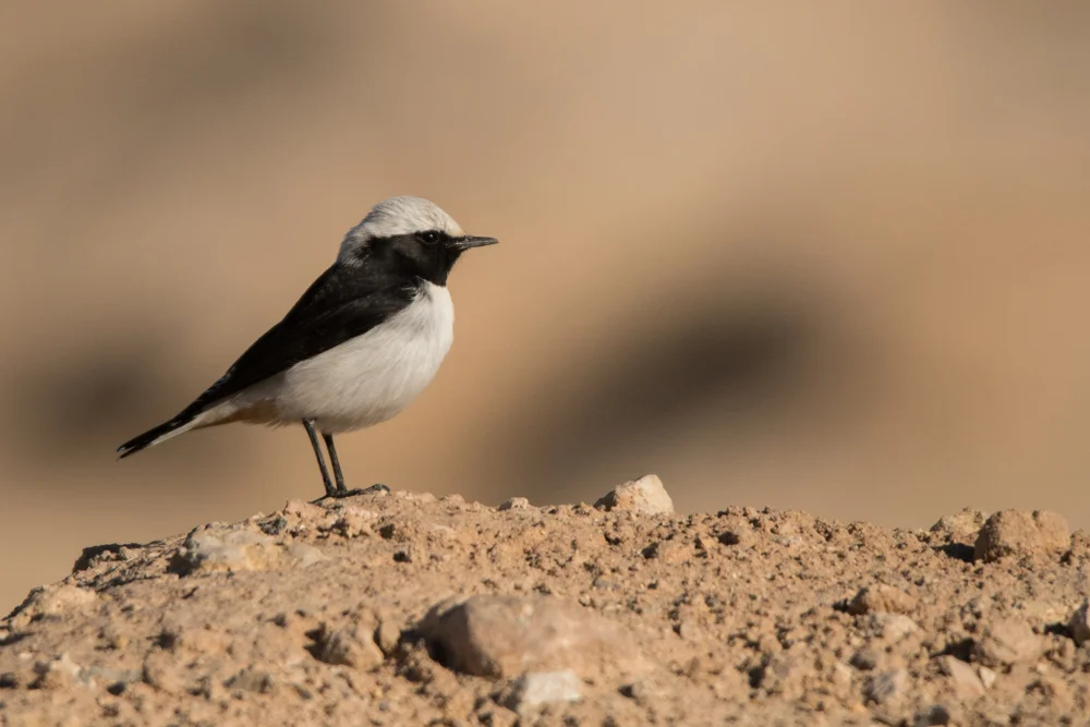 Trauer-Steinschmätzer (Oenanthe lugens)