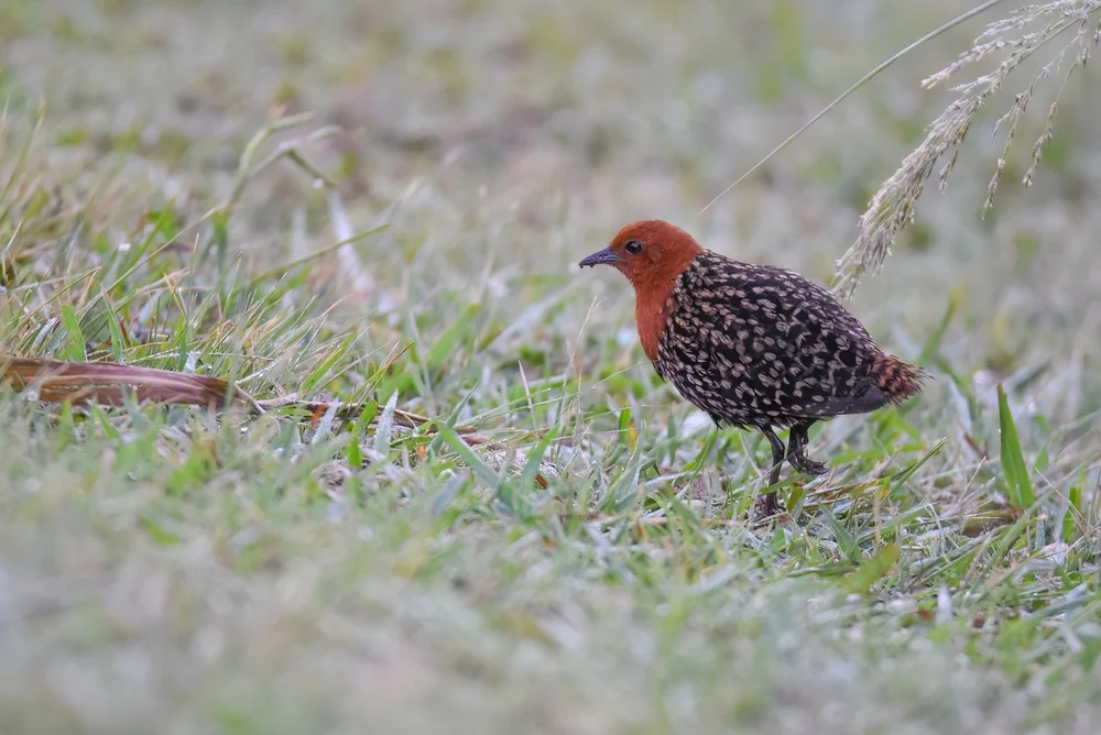 Trauer-Sumpfhuhn (Sarothrura lugens)