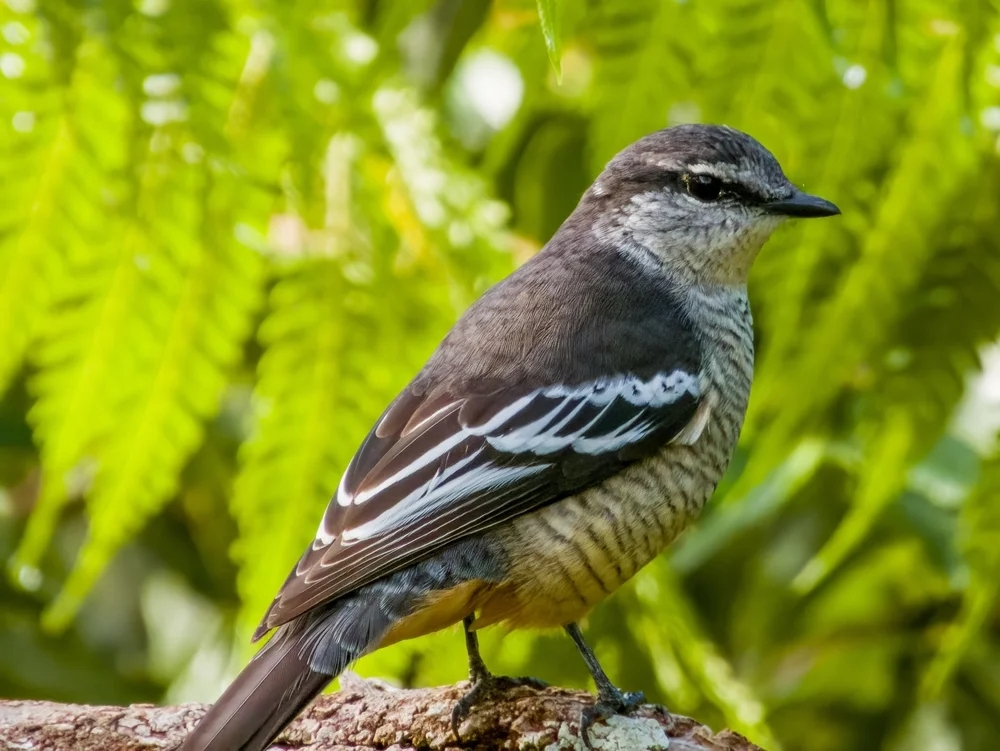 Trauer-Trugdrosselschwanz (Lalage moesta)