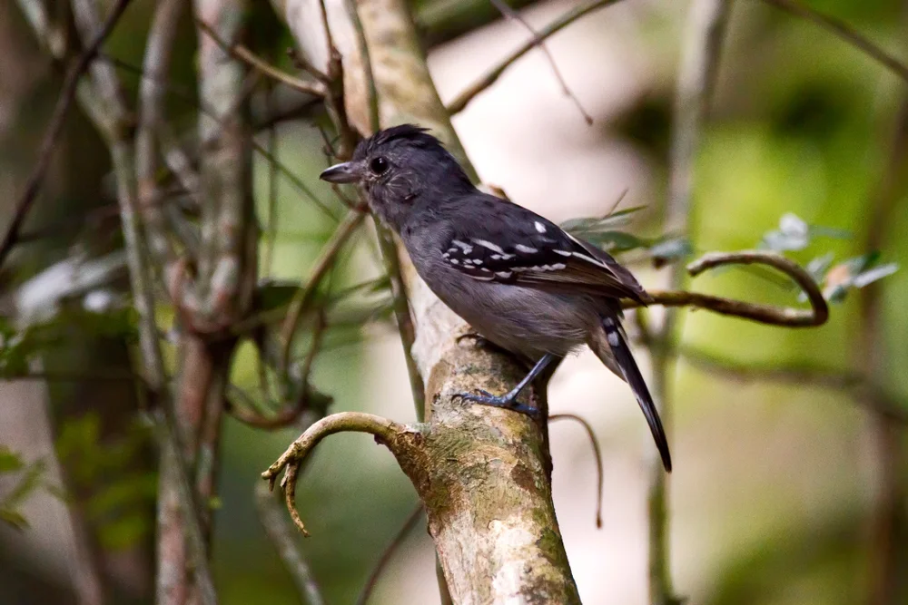 Trauer-Waldsänger (Sakesphorus luctuosus)