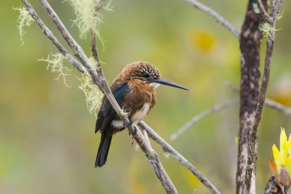 Trauer-Zwergspecht (Brachygalba lugubris)