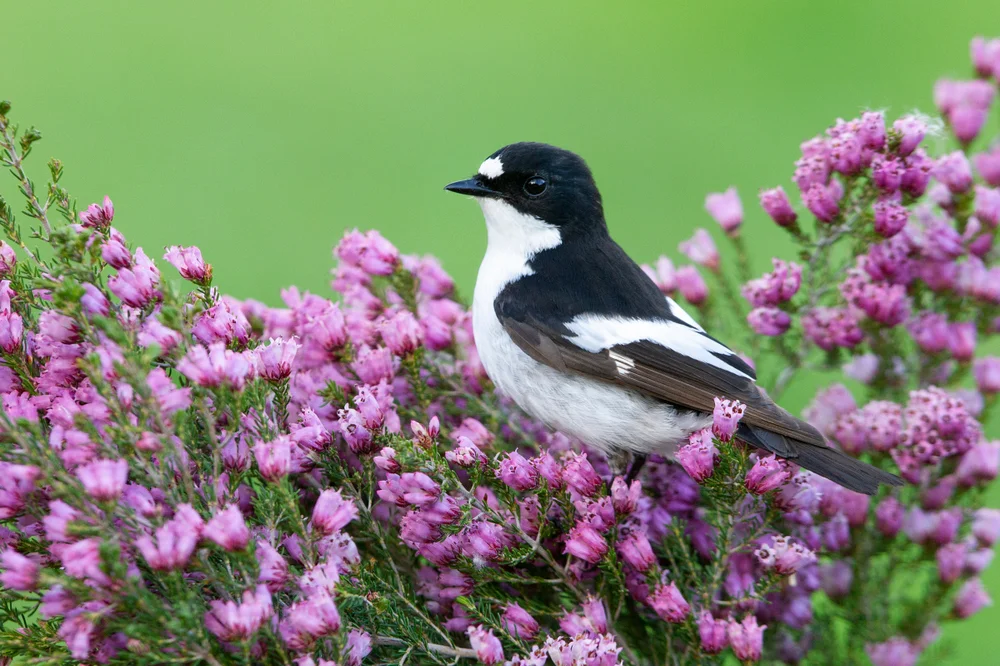 Trauerfliegenschnäpper (Ficedula hypoleuca)