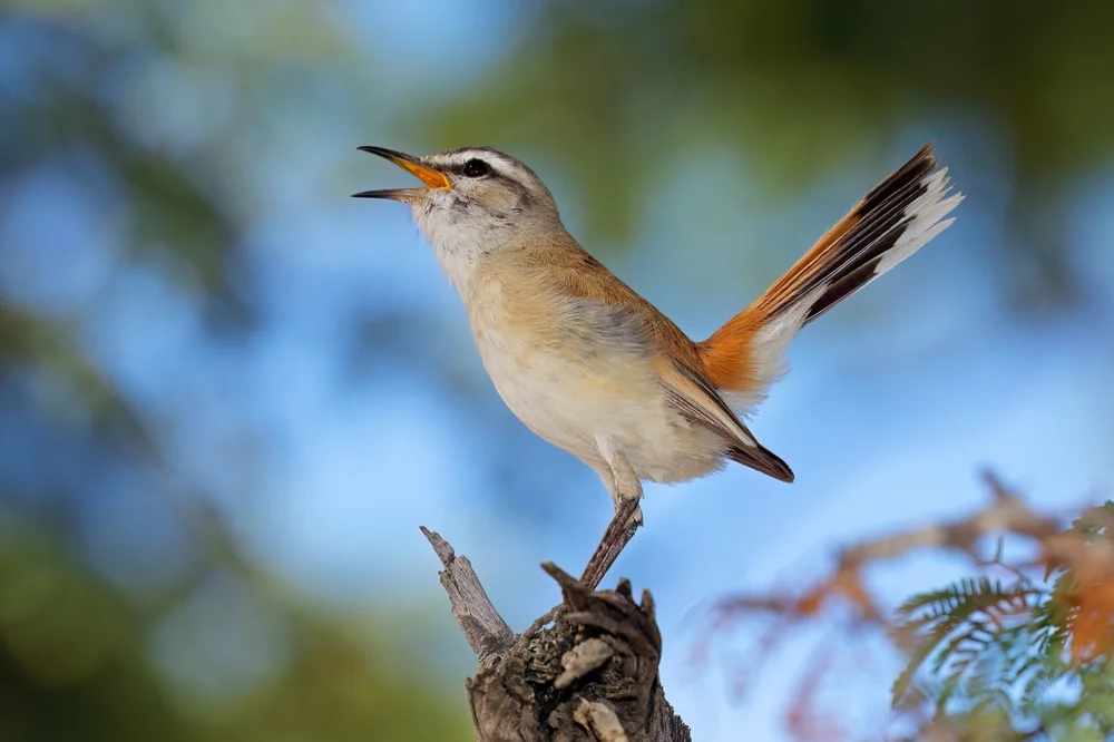 Trauersänger (Cercotrichas paena)