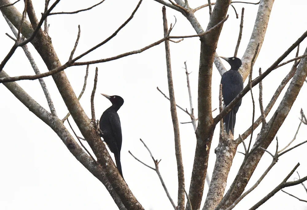 Trauerspecht (Mulleripicus funebris)