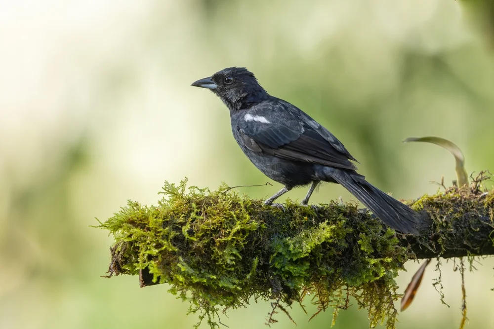 Trauertangare (Tachyphonus luctuosus)