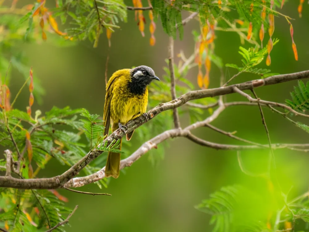 Trauerweber (Ploceus nigrimentus)