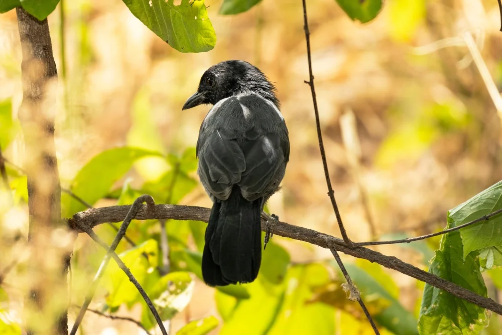 Trauerwürger (Laniarius funebris)