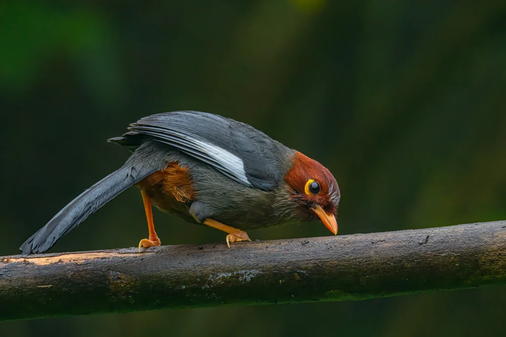 Treachers Bülbül (Pterorhinus treacheri)