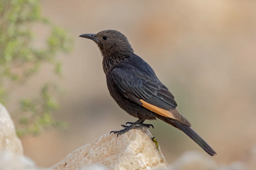 Tristrams Stare (Onychognathus tristramii)