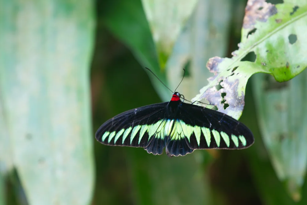 Trogonoptera brookiana
