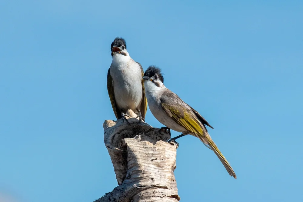 Trommelfleck-Dickschnabeldrossel (Pycnonotus taivanus)